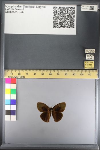 Media type: image;   Entomology 213615
